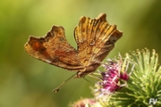 Macro Img 002.jpg