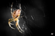 Macro Img 005.jpg