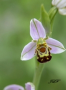 Macro Img 006.jpg