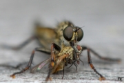 Macro Img 003.jpg