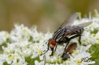 Macro Img 001.jpg