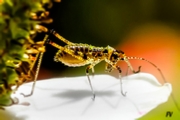 Macro Img 004.jpg